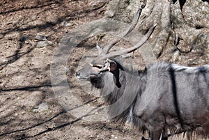 Side View of a Nyala Buck in the Wild