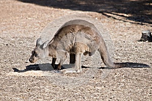 A Kangaroo-Island kangaroo
