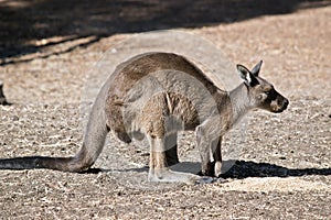 A Kangaroo-Island kangaroo