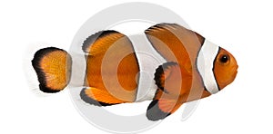 Side view of an Ocellaris clownfish, Amphiprion ocellaris photo