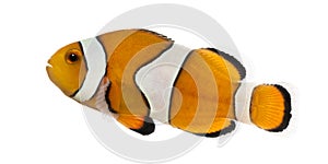 Side view of an Ocellaris clownfish, Amphiprion ocellaris photo