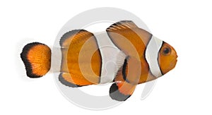 Side view of an Ocellaris clownfish, Amphiprion ocellaris photo