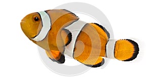 Side view of an Ocellaris clownfish, Amphiprion ocellaris photo