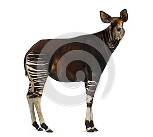 Side view of an Okapi looking back, Okapia johnstoni, isolated