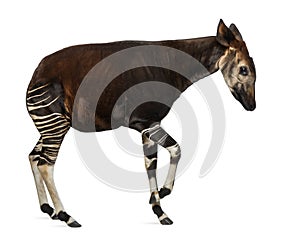 Side view of an Okapi standing in a funny position