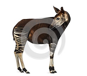 Side view of an Okapi standing, looking back