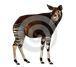 Side view of an Okapi standing, looking back, Okapia johnstoni