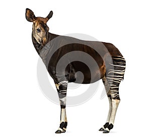 Side view of an Okapi standing, looking back, Okapia johnstoni