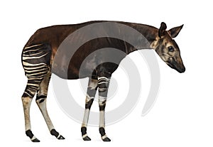 Side view of an Okapi standing, looking down, Okapia johnstoni photo
