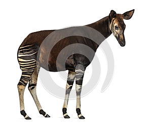 Side view of an Okapi standing, Okapia johnstoni