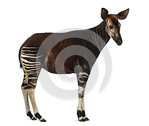 Side view of an Okapi standing, Okapia johnstoni