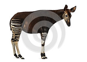 Side view of an Okapi standing, Okapia johnstoni, isolated photo