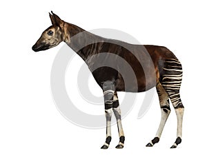 Side view of an Okapi standing, Okapia johnstoni, isolated photo