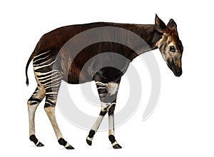 Side view of an Okapi walking, Okapia johnstoni