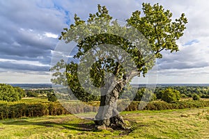 A side view of an old Oak tree in Bradgate Park, Leicestershire, UK