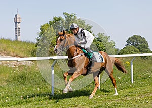 Side view of one jockey riding an arabian race horse on the race track, trees in the background