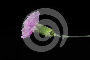 Side view of one pink carnation flower stem