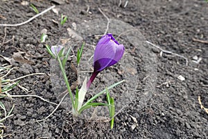 Side view of one purple flower of Crocus vernus