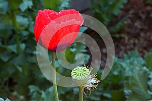 SIDE VIEW OF OPEN RED POPPY FLOWER IN A GARDEN IN SPRING