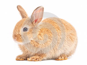 Side view of orange-brown cute baby rabbit sitting isolated on white background.