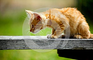 Side view of an orange kitten on a bench staring intently at something photo
