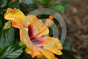 Side view of orange Rico Suave hibiscus stamen in the garden, the Hollywood hibiscus.