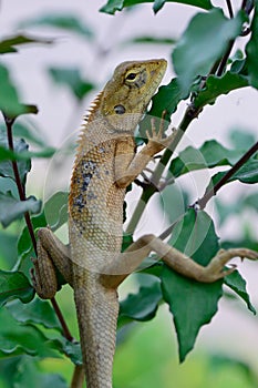 Side view of Oriental garden lizard (Calotes mystaceus) hanging