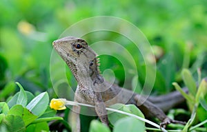 Side view of Oriental garden lizard (Calotes mystaceus) standin