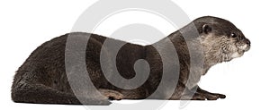 Side view of Oriental small-clawed otter photo