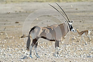 Side view of oryx gemsbok, Etosha