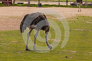 Side view of ostrich with long neck
