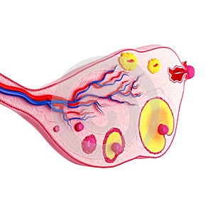 Side view of Ovarian cycle photo