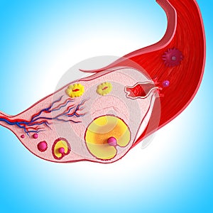 Side view of Ovarian cycle photo
