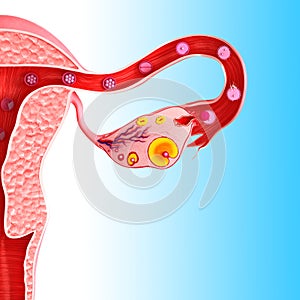 Side view of Ovarian cycle