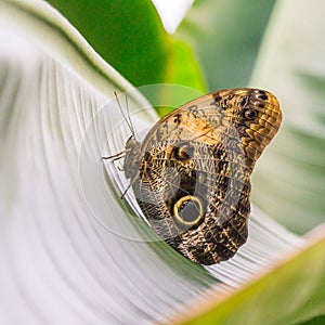 Side view of the owl butterfly resting on a leaf