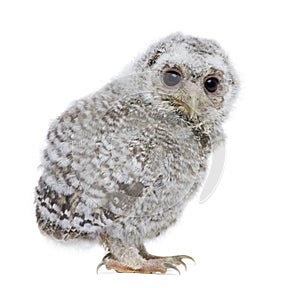 Side view of a owlet - Athene noctua (4 weeks old)