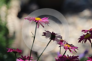 Side view Painted Daisies Pyrethrum