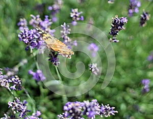 Side View Of Painted Lady Butterfly