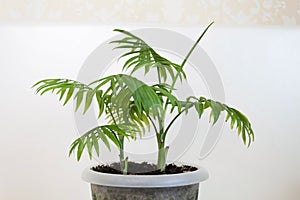 Side view on palm tree leaves in a pot