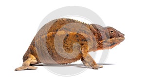 Side view of a Panther chameleon - Furcifer pardalis