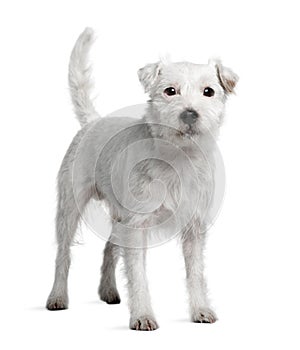 Side view of Parson Russell Terrier standing