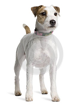 Side view of Parson Russell Terrier, standing photo