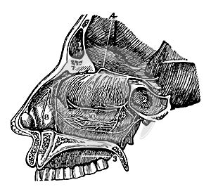 A Side View of the Passage of the Nostrils, vintage illustration