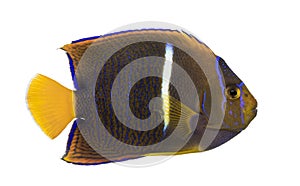 Side view of a Passer Angelfish