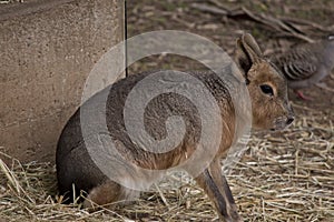 This is a side view of a Patagonian mara