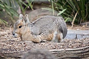 This is a side view of a patagonian resting