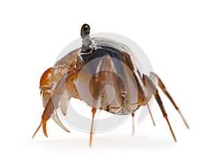 Side view of Patriot crab, Cardisoma armatum photo
