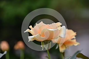 Side View of a Peach Rose in Bloom