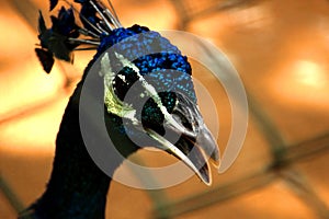 Side view of Peacock closeup shot of Eye