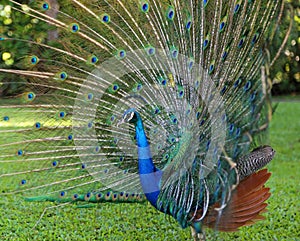 Side view of Peacock with open tail